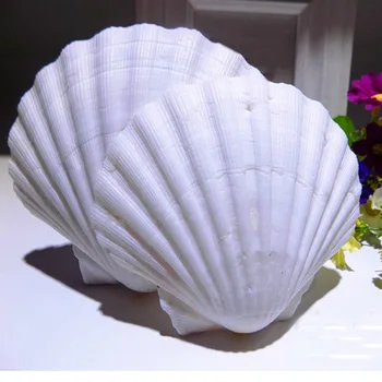 6pcs prírodná biela Conch sea shell biela venuša shell pre akvárium dekorácia alebo darček